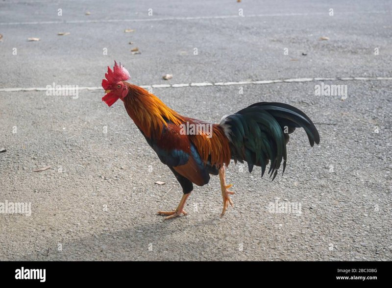 Descubre el misterio detrás del juego popular de Chicken Road en España